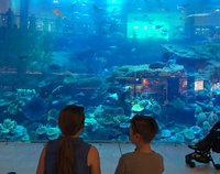 El Acuario de Dubái y El Zoo Submarino